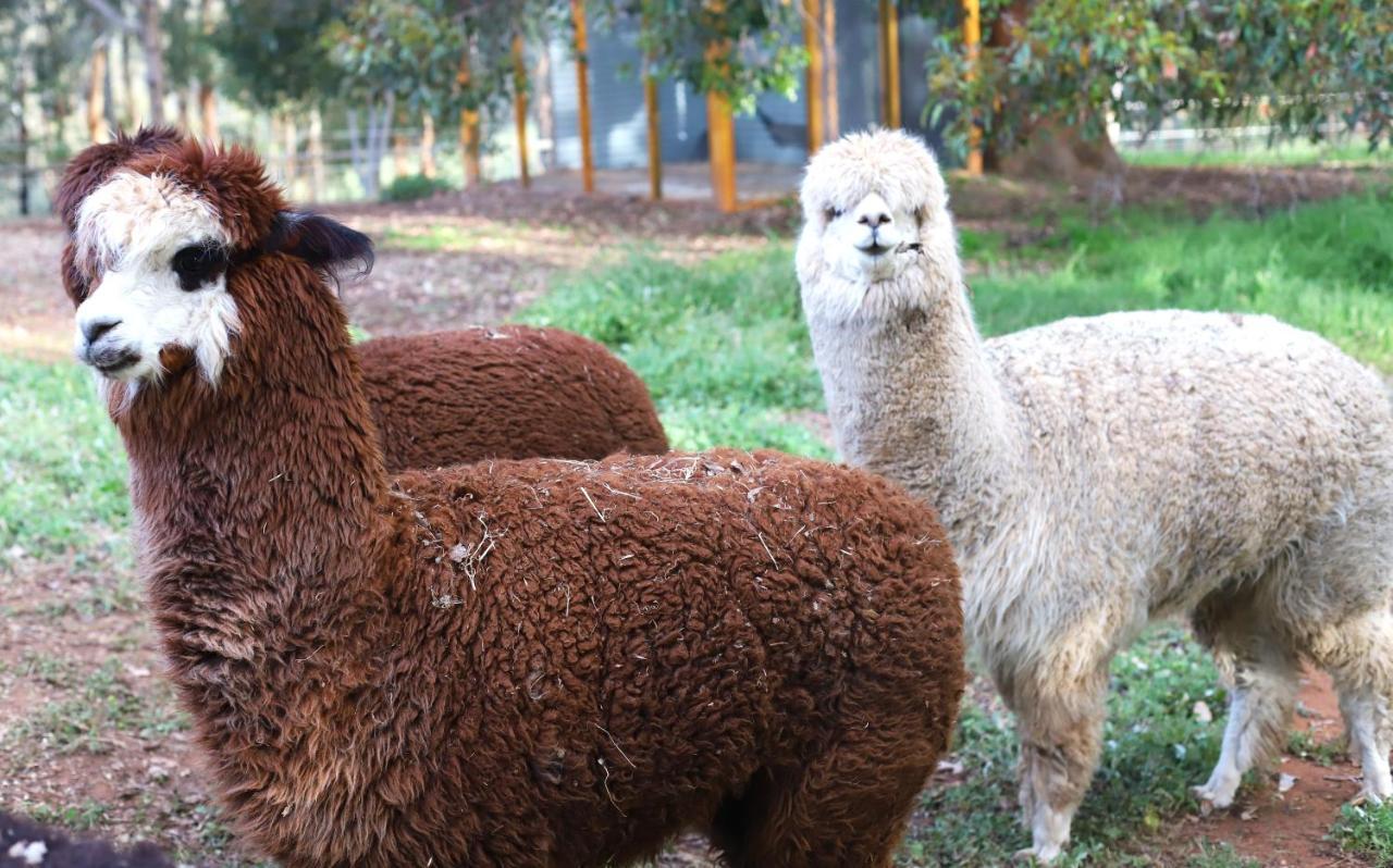 Preston Valley Shed Farm stay
