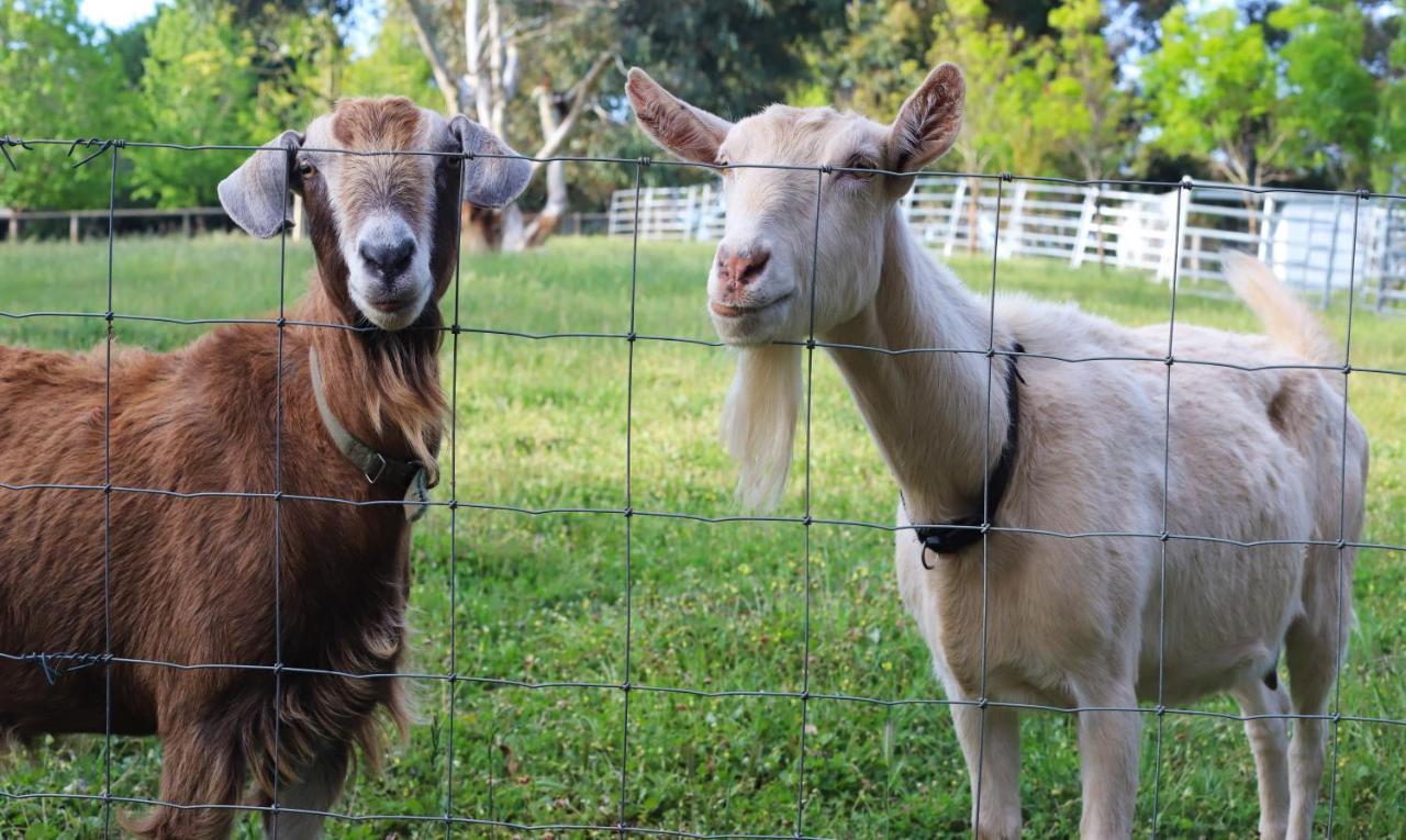 Preston Valley Shed Farm stay
